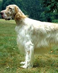 If you selected a specific state, try your search again using a neighboring state or no state at all. A Graceful Elegant Gundog The English Setter Today Excels In The Show Obedience And Agility Rings As Well As English Setter English Setter Dogs Dog Friends