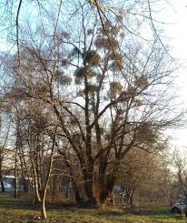 Image result for Viscum shirense