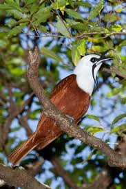 Three Wattled Bellbird Pretty Birds Pet Birds Bird