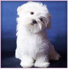 The maltese is related to the early spitz dog and the tibetan terrier. Dog Breeder Pensacola Fl