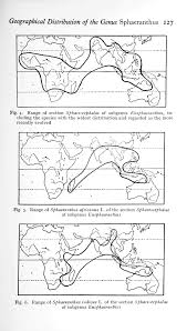 Image result for Sphaeranthus peduncularis