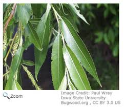 Image result for Salicaceae