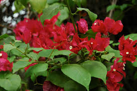 Image result for Nyctaginaceae