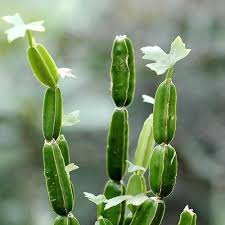 Image result for Cissus quadrangularis
