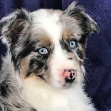 We did not find results for: Miniature Australian Shepherd Puppies Home Facebook