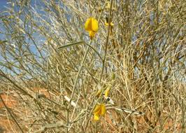 Image result for Crotalaria eremicola