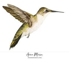 As the nest is tiny, once the babies grow feathers and can. Female Ruby Throated Hummingbird Anna Mason Art