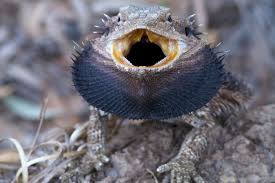 Paradox bearded dragons are some of the most beautiful, rare, and sought after dragons. Bearded Dragon Facts