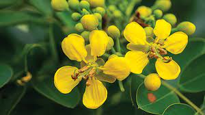 Maybe you would like to learn more about one of these? Pohon Johar Peneduh Yang Mampu Beradaptasi Di Lahan Kritis Greeners Co