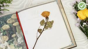 We did not find results for: 8 Ways To Preserve Flowers Wikihow