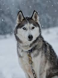 Hard cover sehr gut erhalten ohne. Schlittenhund Siberian Husky Dog Baby Siberian Husky Husky Dogs