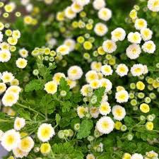 Image result for Feverfew
