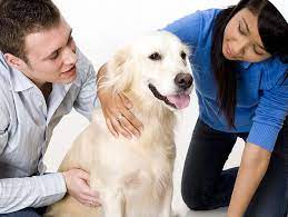 Want To Be A Therapy Dog Team? Start Here - Petfinder