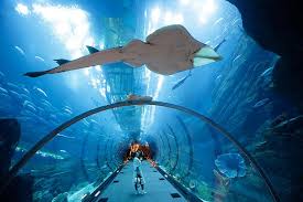 Dubai Mall Dubai Aquarium Underwater Zoo Is Located Inside Dubai Mall Dubai Location Dubai Aquarium Dubai