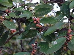 Image result for Bridelia scleroneura