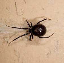 After feeling the bite she called nhs 111 and the operator recognised the symptoms were associated with a false widow bite. Mum Left In Agony After Suspected False Widow Spider Bite At Cemetery And Here S How You Spot One Mirror Online