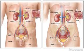 Hasil gambar untuk hematuria