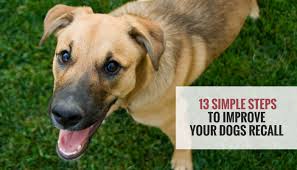 If you love drawing dogs, check out all of our other dog lessons! 13 Simple Steps To Improve Your Dogs Recall Puppy Leaks