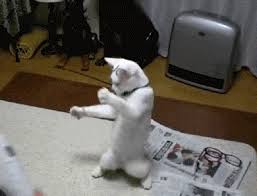 Magikats maths and english tuition centres: Other Funny Gifs Http Gif Tv Tumblr Com And Funny Youtube Video Https Www Youtube Com Watch V Qqkw5m0 Dog Training Collar Dog Training Training Your Dog