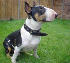 I Want Youuu Bull Terrier Love Bull Terrier Rescue Dog Breed Photos Bull Terrier