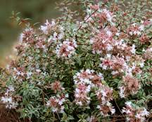 Image result for Craibia grandiflora