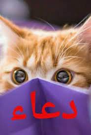 قلوب مكتوب عليها اسامي بنات animals cats incoming call screenshot