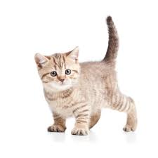 Maybe you would like to learn more about one of these? Cat Kitten On White Background Stock Image Image Of Child Purr 26220873