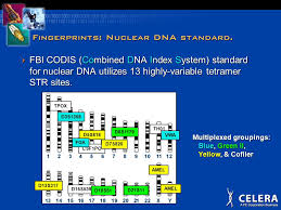 Fingerprints Nuclear Dna Standard Fbi Codis Combined Dna Index System Standard For Nuclear Dna Utilizes 13 Highly Variable Tetramer Str Sites Csf1po Ppt Download