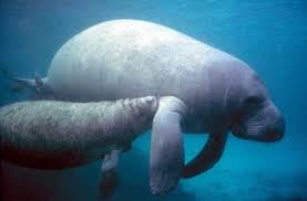 Manatee county is a county in the u.s. Population Ecology Of Florida Manatees