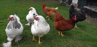 Our Chickens They Re All Grown Up And Laying Beautiful Eggs Left To Right Sweets Light Brahma Brahms White Chickens Portable Chicken Coop Light Brahma