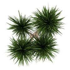 Plants Top View Stock Photos Pictures Royalty Free Plants Top View Images And Stock Photography Trees Top View Potted Trees Tree Plan