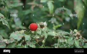 Image result for Rubus rosifolius