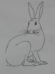 Find the perfect snowshoe hare stock photos and editorial news pictures from getty images. Royalty Free Hare Photos Free Download Pxfuel