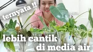 We did not find results for: Jenis Tanaman Yang Bisa Hidup Di Air Tanaman Hias Media Air Menthul Menthul Youtube