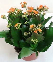 Kalanchoe Kalandiva Flores Frescas Online Jardineria Y Plantas Plantas Suculentas