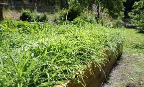 We did not find results for: Plant A Fall Cover Crop To Improve Your Garden Soil Garden Soil Soil Improvement Winter Plants