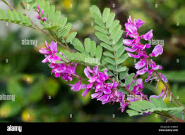 Image result for Indigofera hilaris