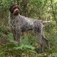 Puppies for sale listings from the best gun dog breeders, trainers and kennels. German Wirehaired Pointer Puppies For Sale Carluke Lanarkshire Pets4homes