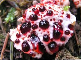 There are a few underwater mushrooms no. Magic Mushrooms Naked Cats Scary Moments In The Woods Adventures In Sweden Vlog Youtube