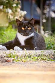 If you are feeding her and her orange buddy, please go bust them out asap or they will just die there. Spayed Cat Ear Notch Review At Cats Www Addlab Aalto Fi
