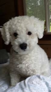 The most common bichon frise mix material is ceramic. 88 Bichon Frise Shih Tzu Mix Puppies For Sale In Indiana L2sanpiero