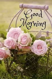Best Good Morning Hd Images Wishes Pictures And Greetings Good Morning Flowers Happy Good Morning Images Good Morning Flowers Pictures