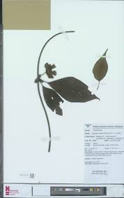 Image result for Sabicea venosa