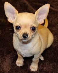 Long haired, apple head, deer head, short hair, white, black, blue, fawn, blue merle chihuahuas in georgia Short Hair Chihuahua Puppy Heavenly Puppies