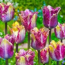 Check spelling or type a new query. 290 Bulb Plants Ideas In 2021 Plants Planting Bulbs Plant Identification