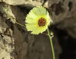 Image result for Tolpis