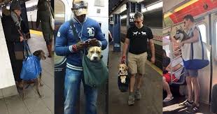 Maybe you would like to learn more about one of these? Community Pet Care Lackawanna New York Edukasi News
