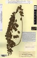 Image result for Indigofera emarginella