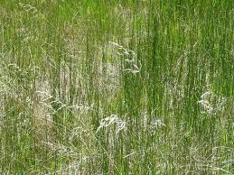 Image result for Agrostis kilimandscharica