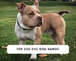 150+ most badass dog names for tough male and female dogs. Top 200 Evil Dog Names Male And Female 2021 We Love Doodles